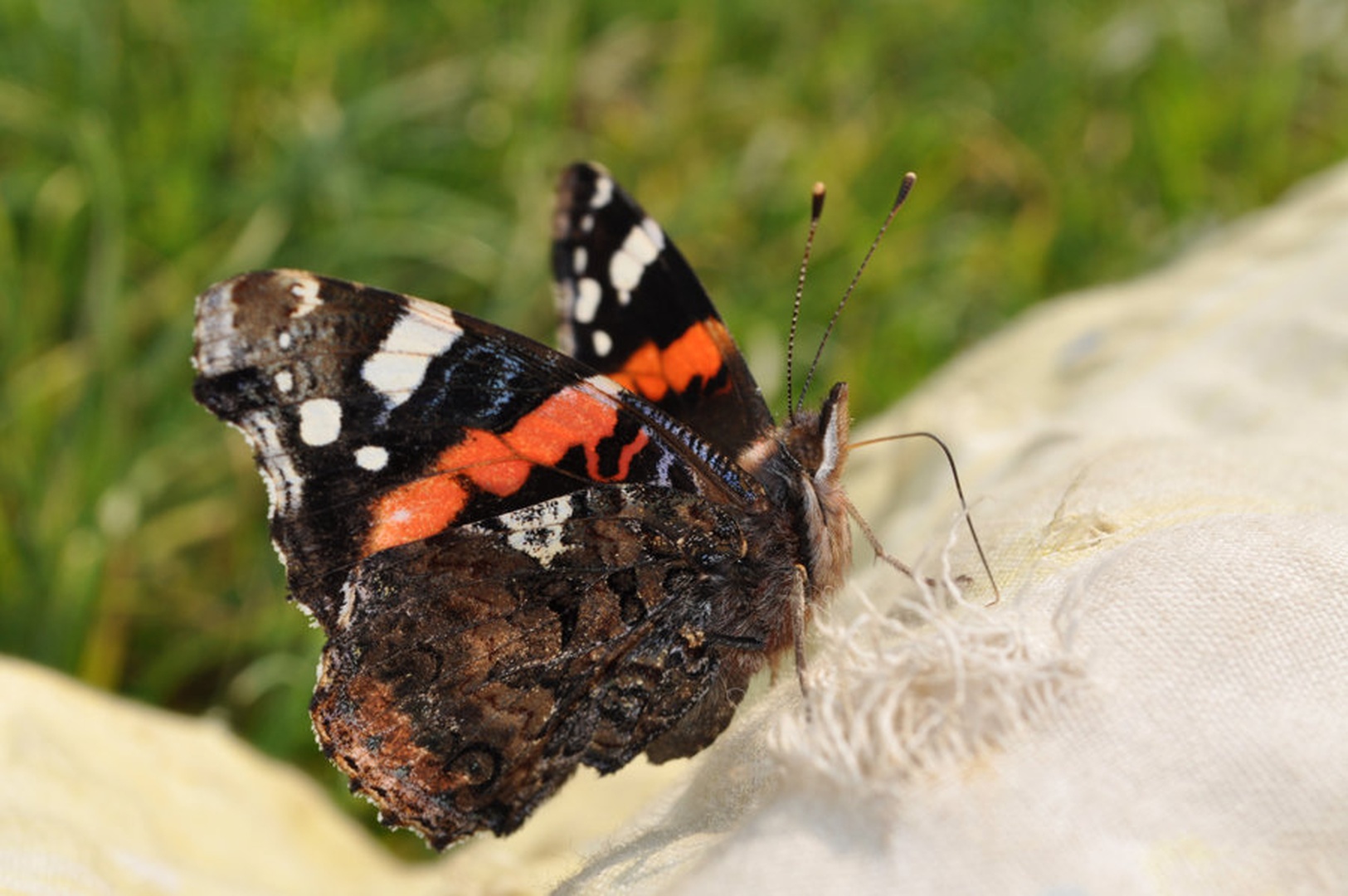 butterfly by
