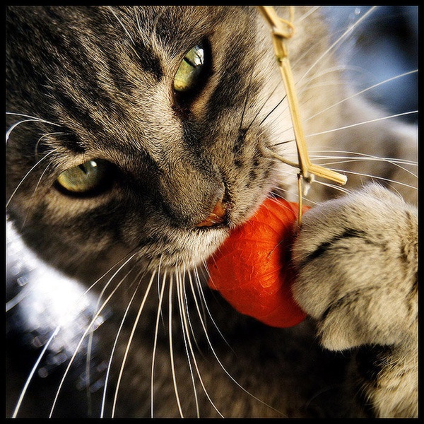 Orange snack by Ciril Jazbec