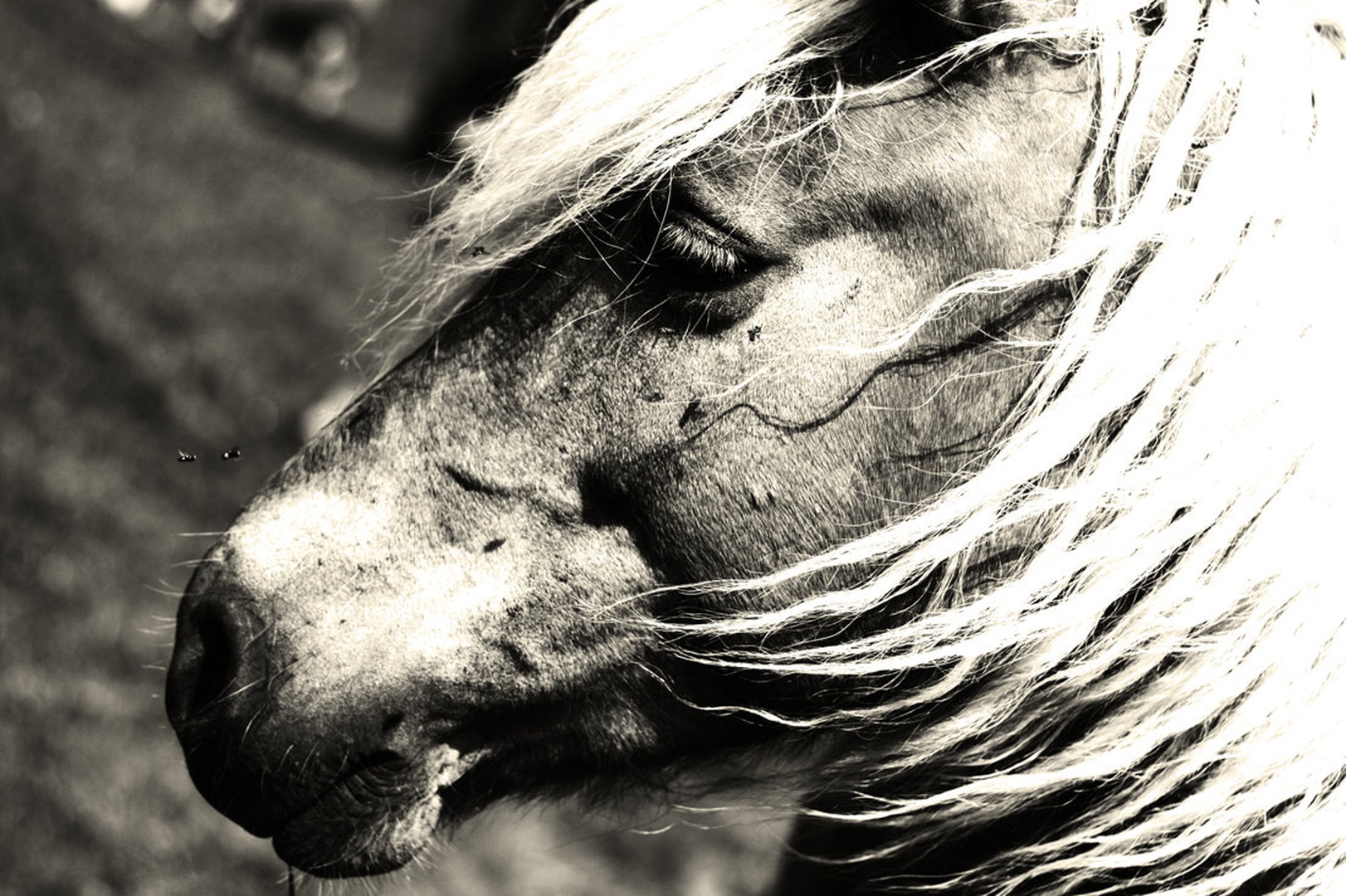 Only flys and horse by Jurij
