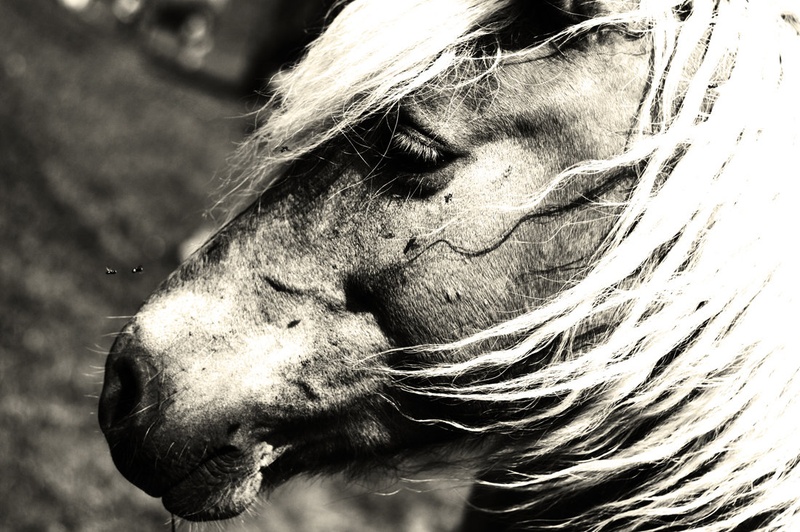 Only flys and horse by Jurij