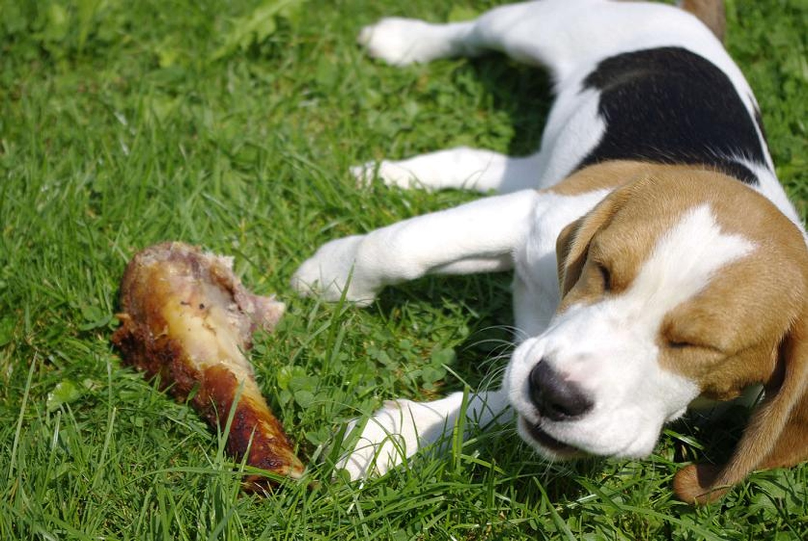 DOG likes a BONE by