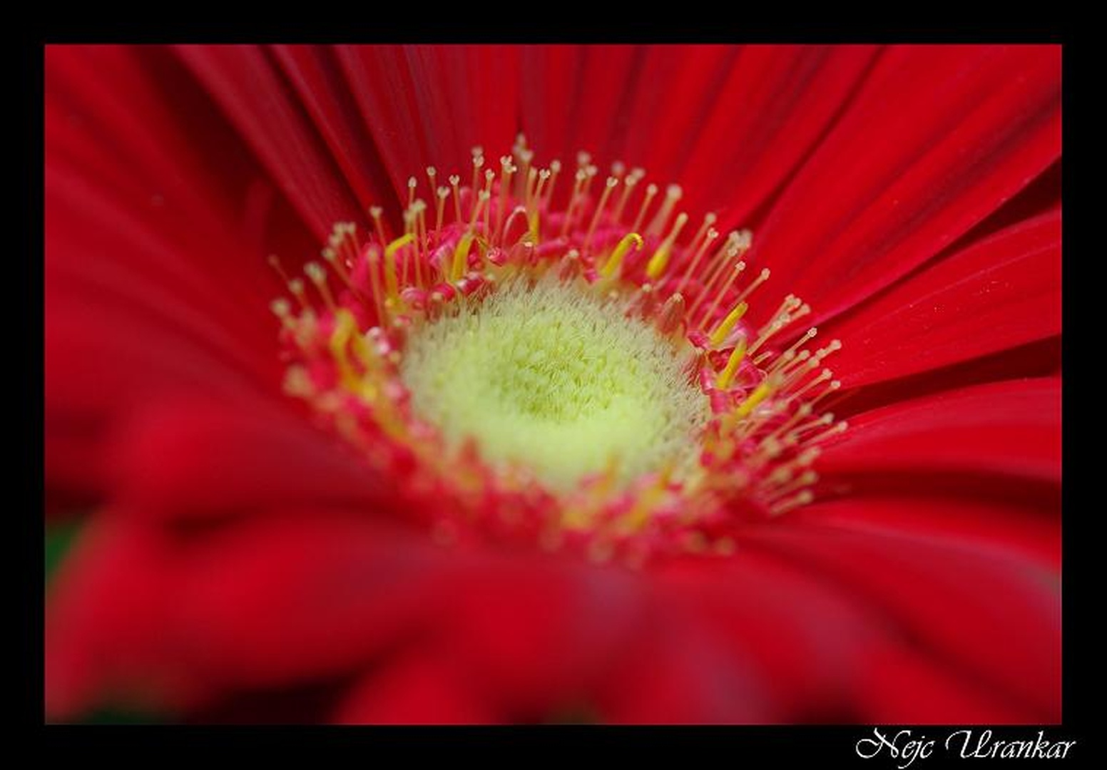 Red Flower by