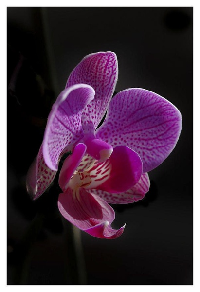 Orchid Flower by trobetica