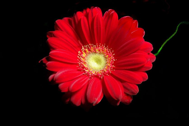 Mystery Flower by trobetica
