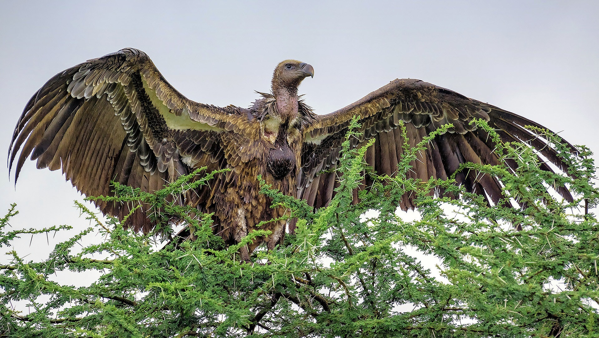 Cape Vulture by Anuška Vončina