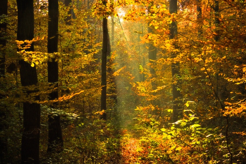 da forest by ufoofu