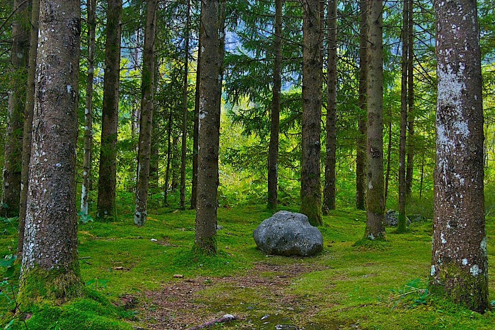 Magic forest by