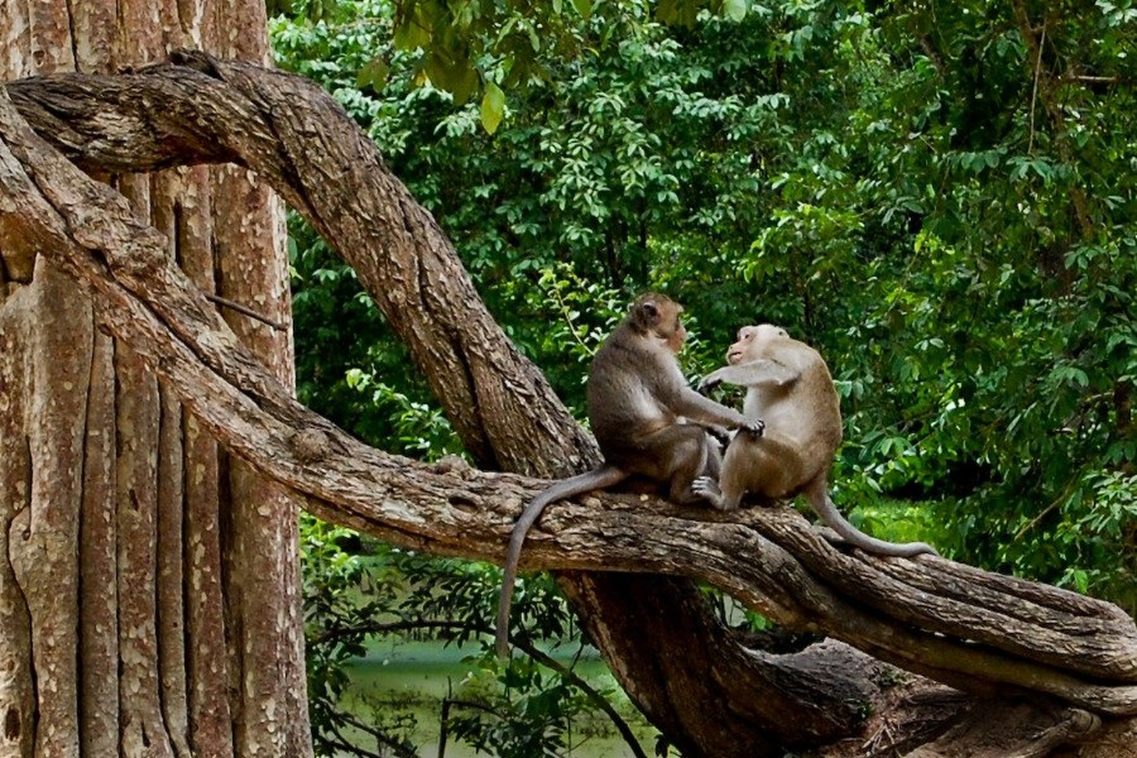 Monkey bussiness by