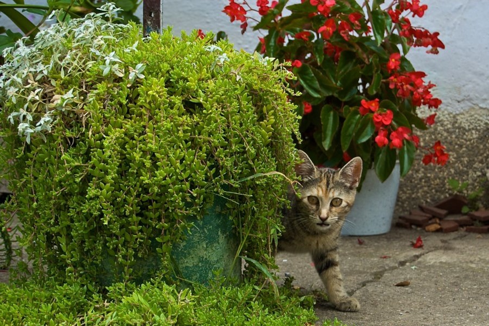 pussy cat by