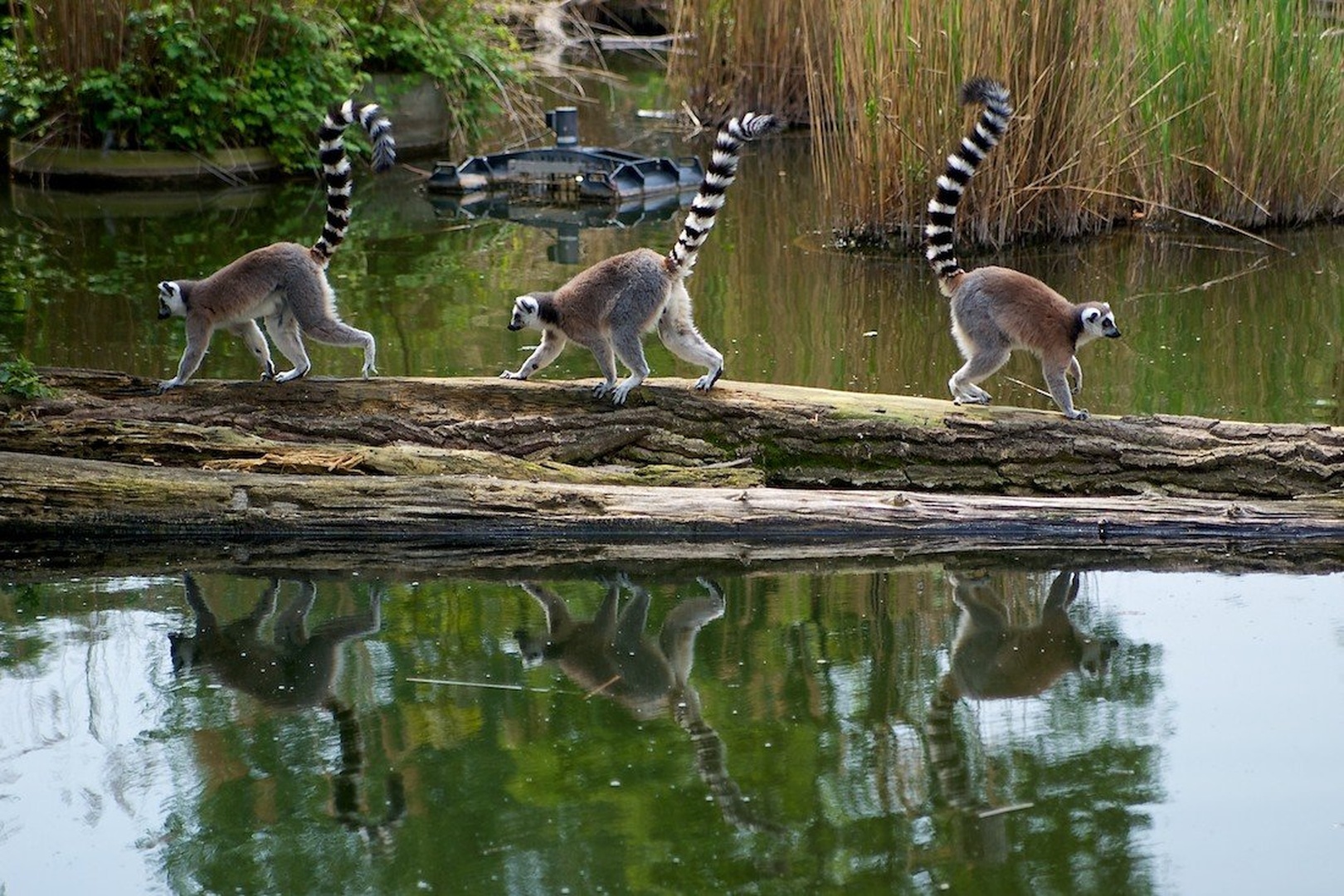 Lemurji by