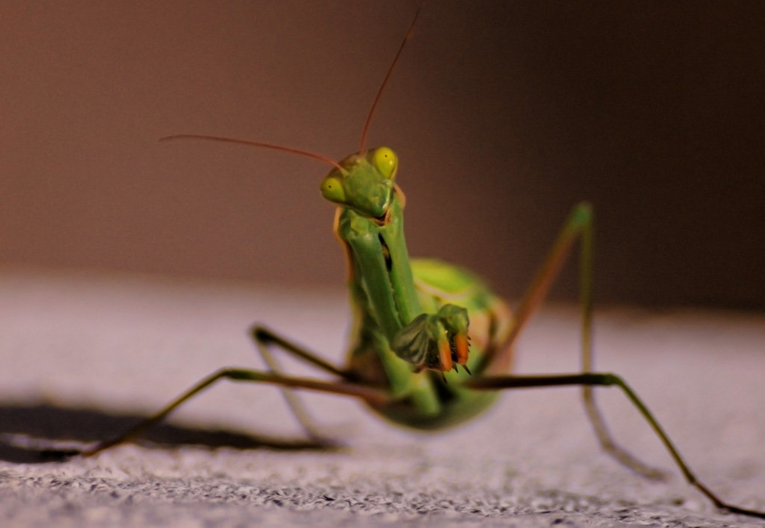 Hey there by primoz rihtarsic