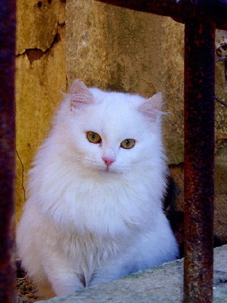 EDINI ... by PR-ST