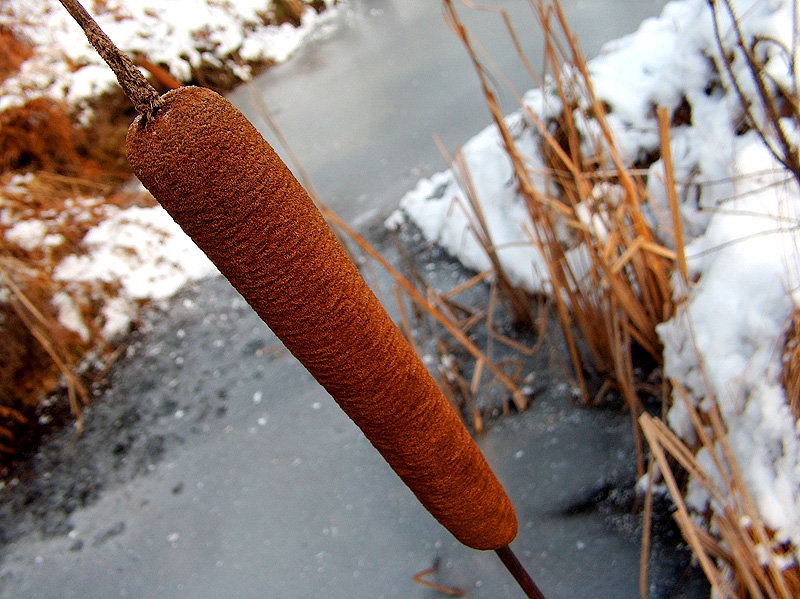 Just nature by cartman