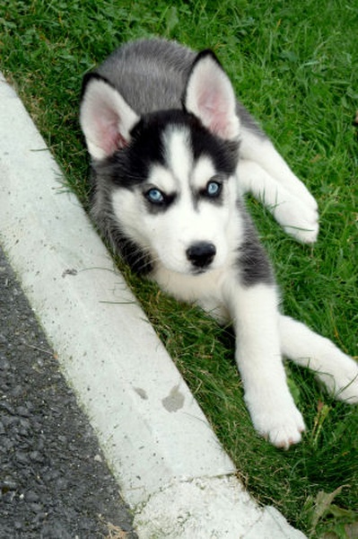 husky 09 by black85