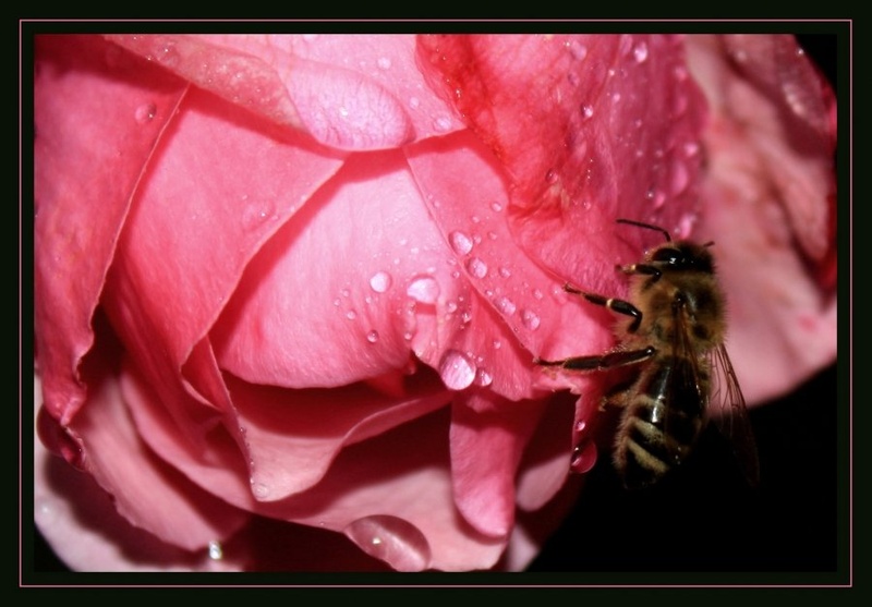 beauty and the bee by anyaa86