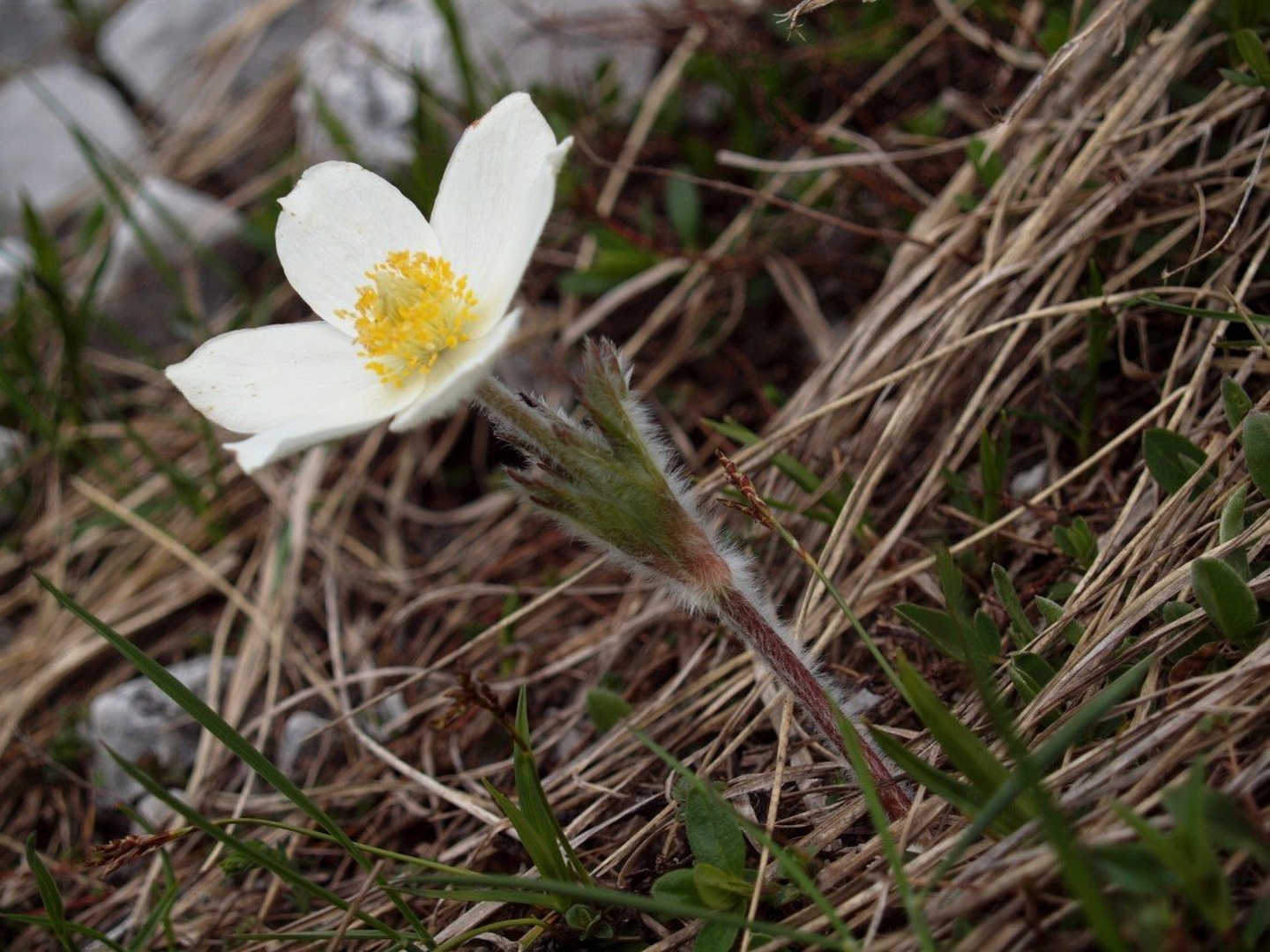 Alpski kosmatinec by Franci Medved