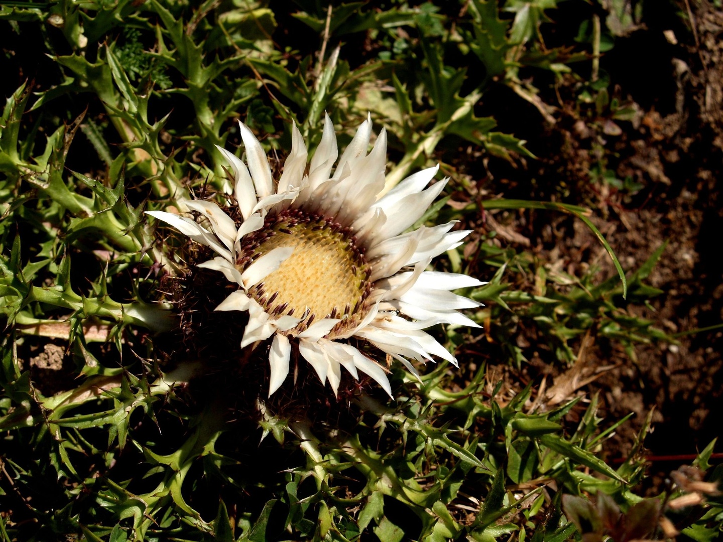 Še bo sonce by Franci Medved
