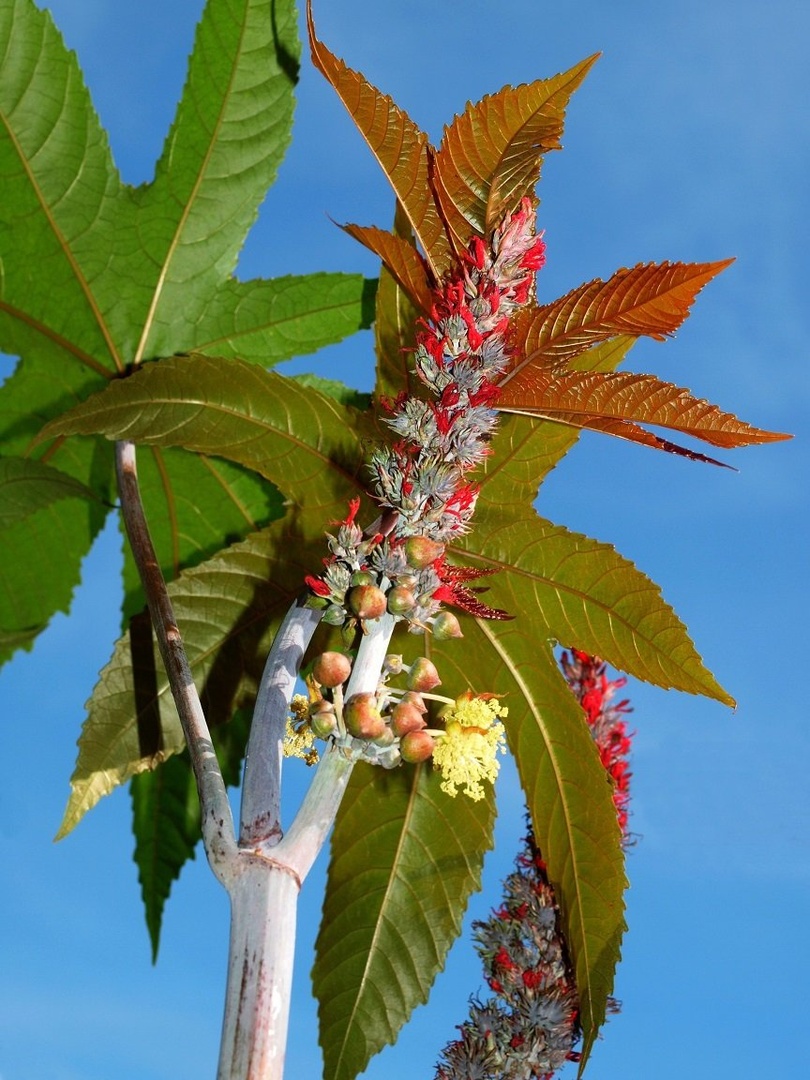 Ricinus by Franci Medved