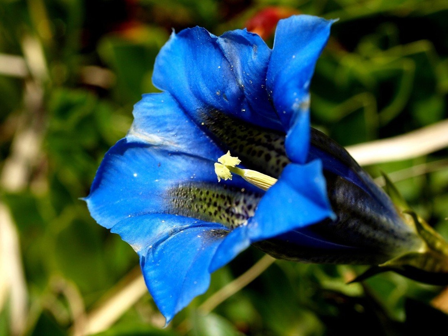 Clusijev svišč, Gentiana clusii by Franci Medved