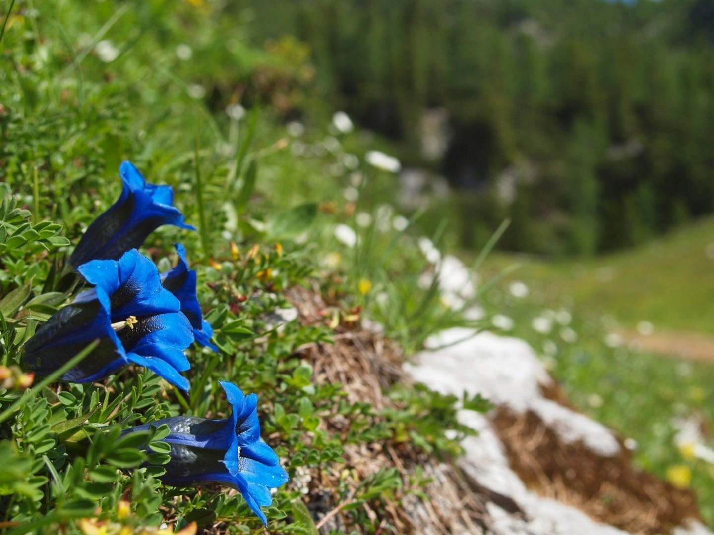 Clusijev svišč, Gentiana clusii by Franci Medved