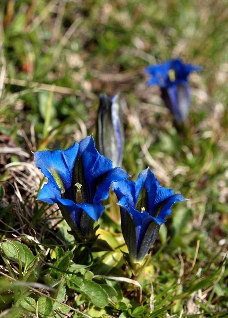 Svišč by Franci Medved