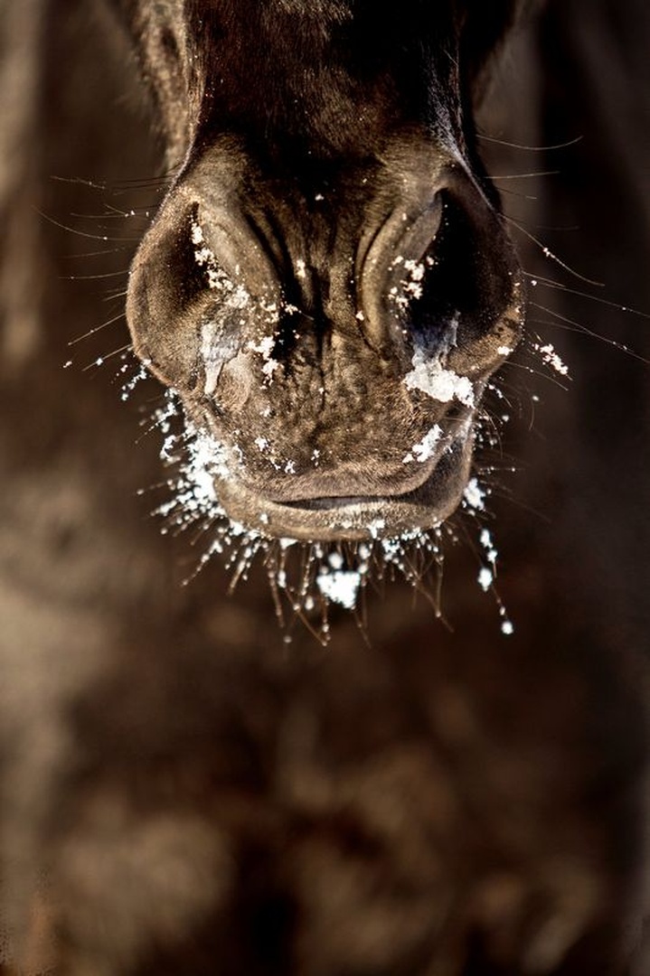 Frozen nose by Nastja Pungračič