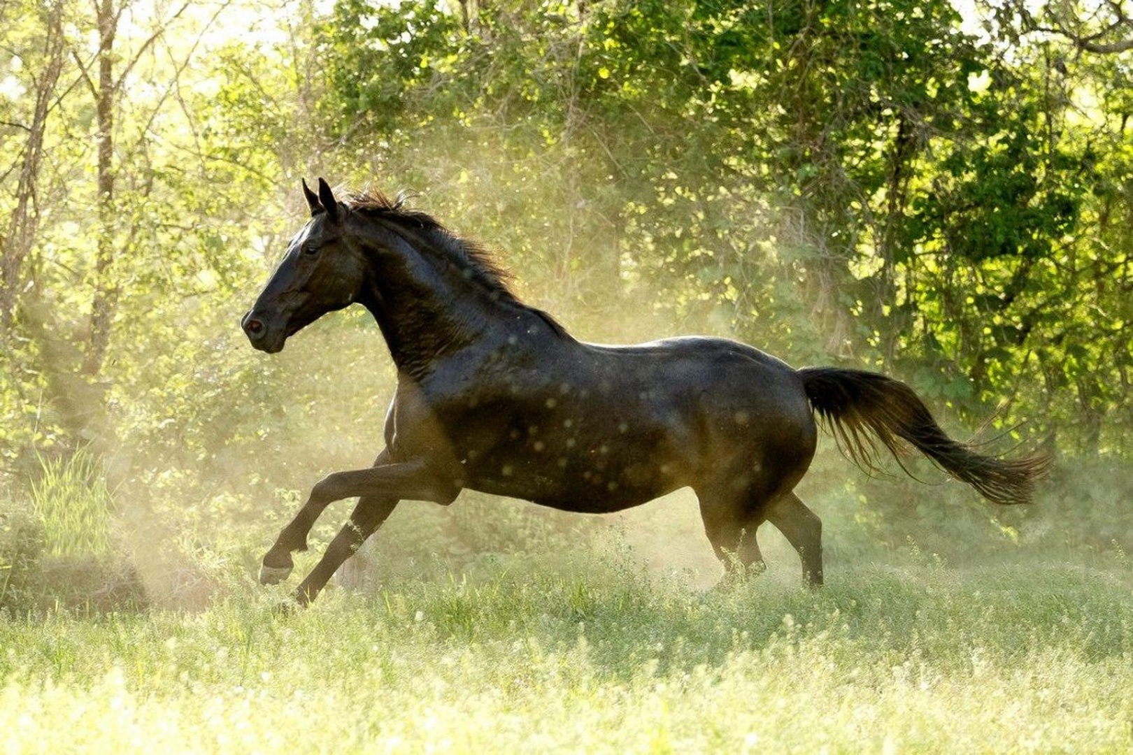 Black beauty by Nastja Pungračič
