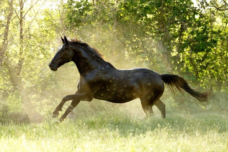 Black beauty by Nastja Pungračič