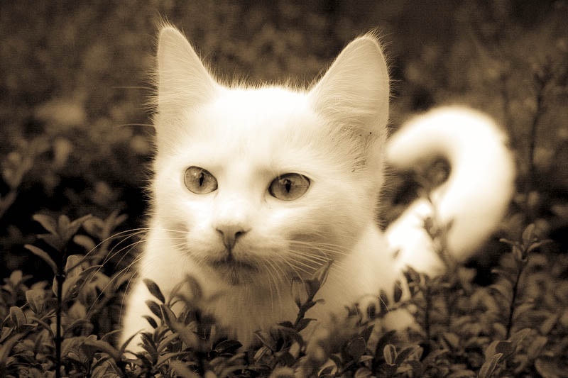Snežka by aljalja