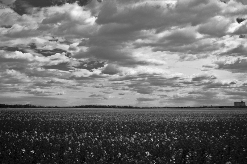 Endless fields of Prlekija by aljalja