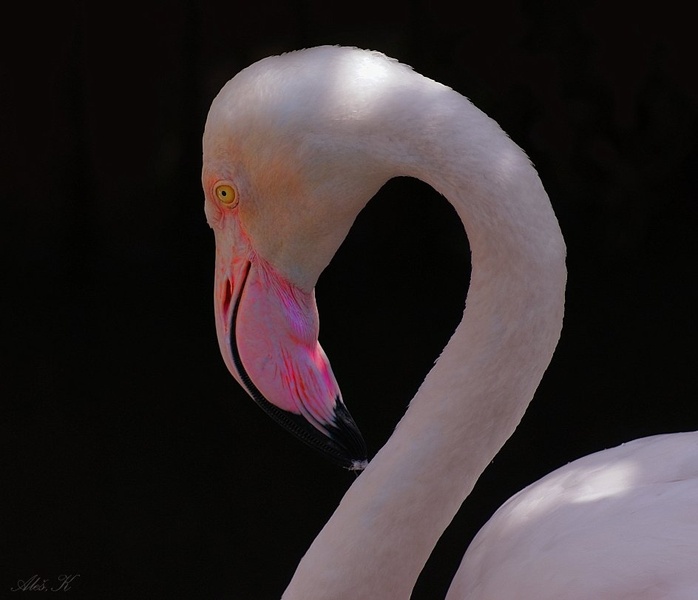 Pink by Aleš Kljakič