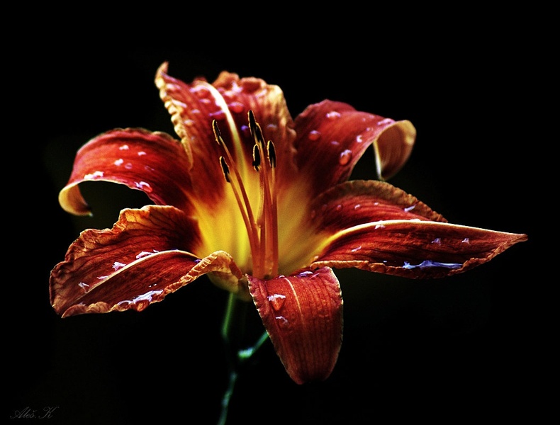 lilija by Aleš Kljakič