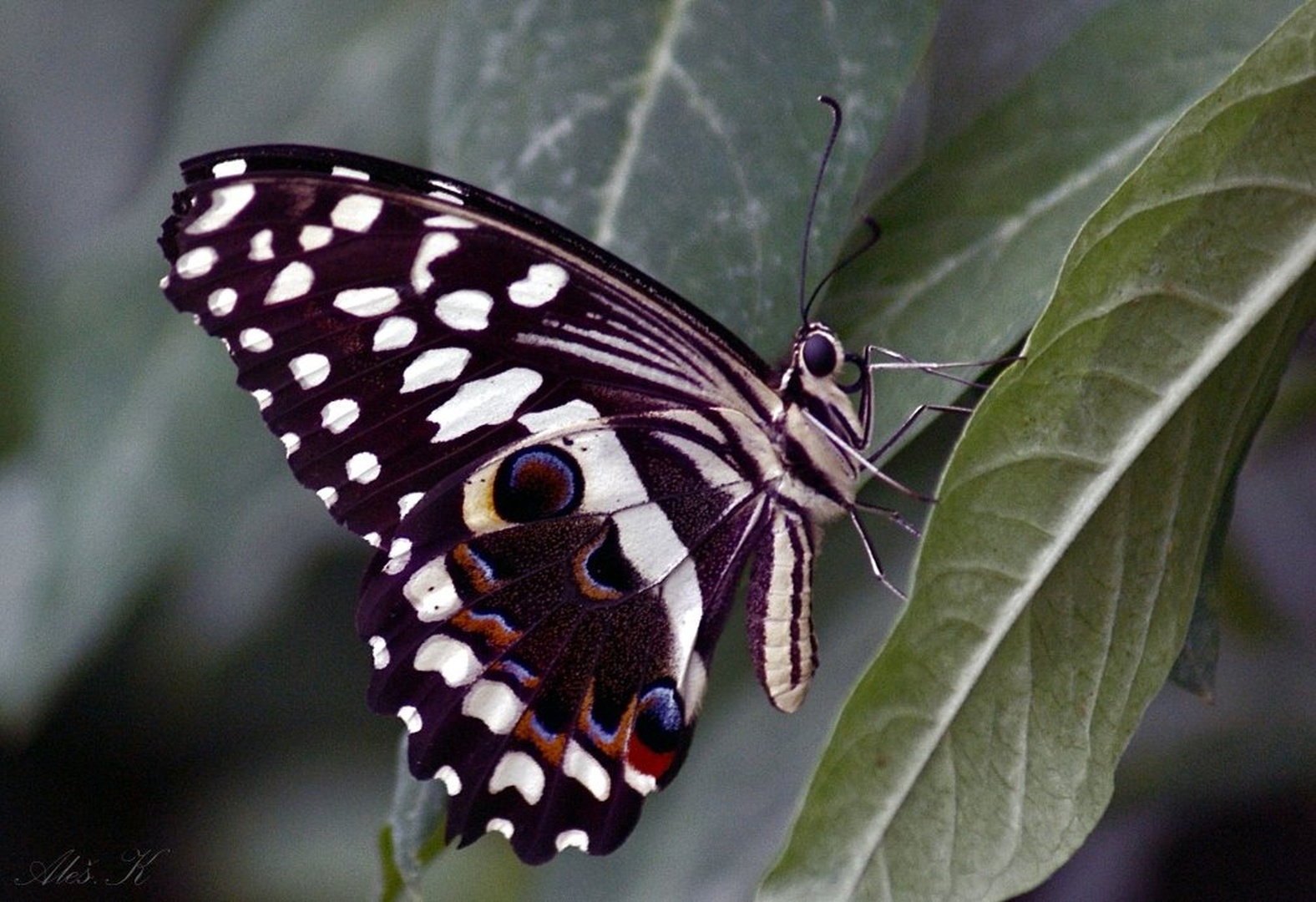Lastovičar by Aleš Kljakič