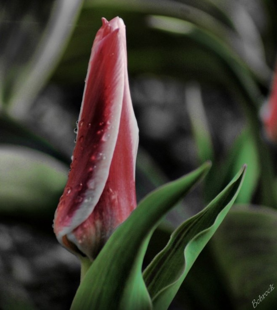 Tulipan by Aleš Kljakič