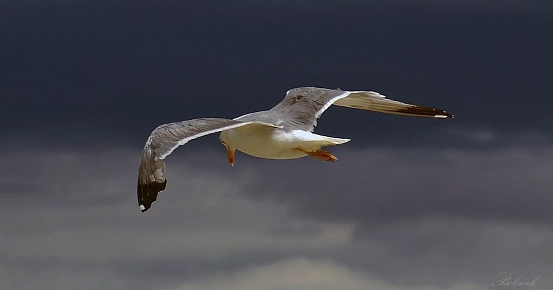 Galeb by Aleš Kljakič