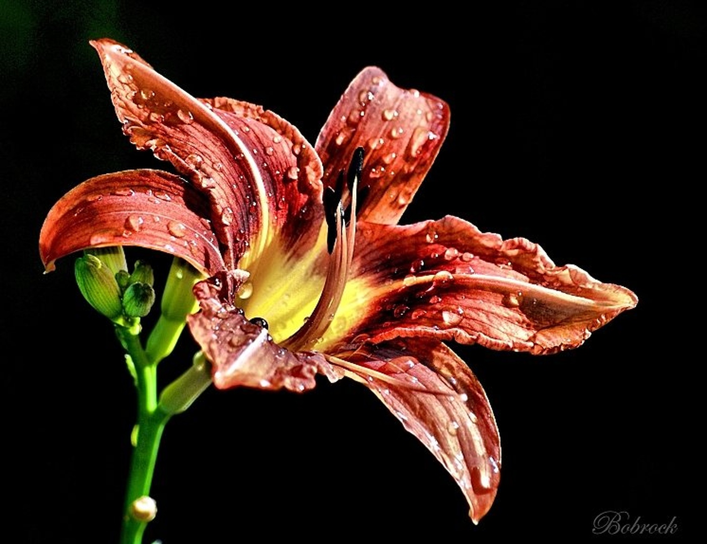 Lilija by Aleš Kljakič