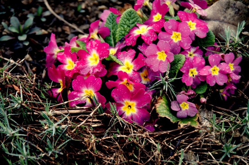 primula by vikend