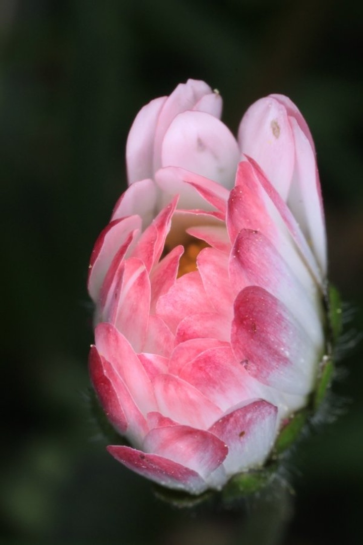 popek by
