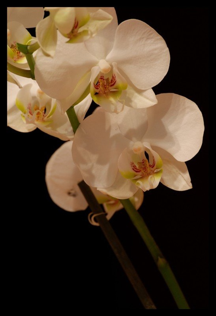 White beauty by