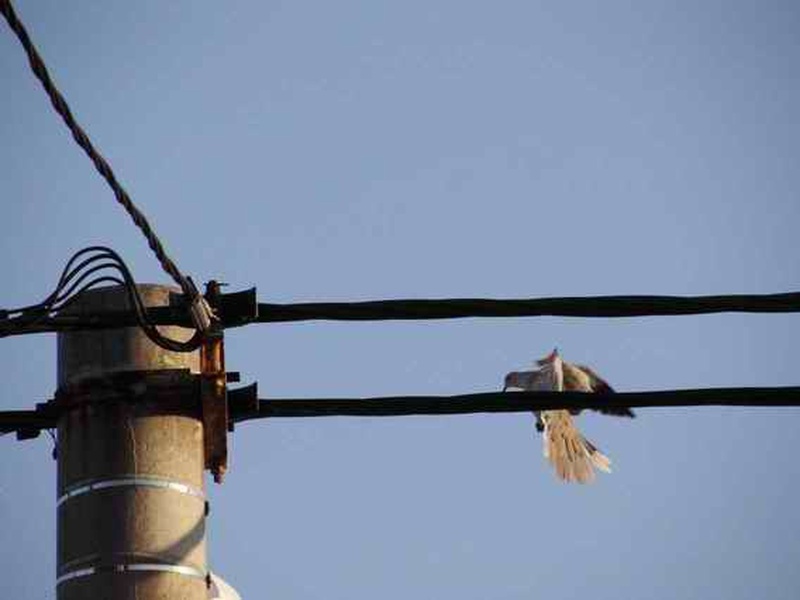 Vzlet grlice by ziga_