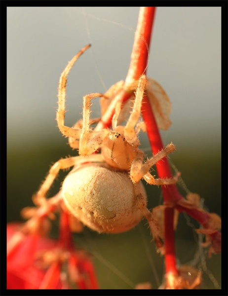 Spider by Marko Balažic