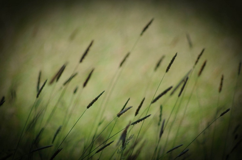 Whispering grass by Marko Balažic