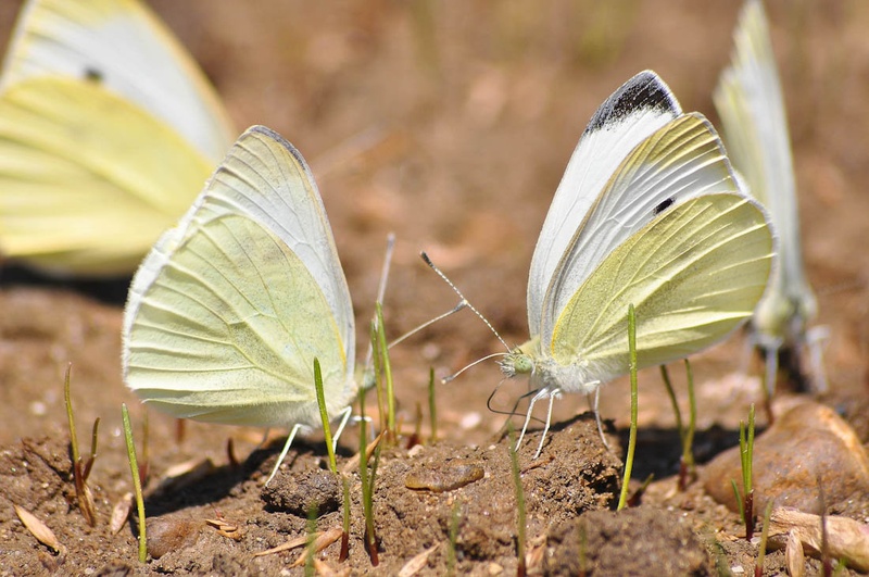 Butterflys by Marko Balažic