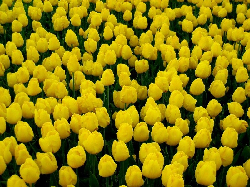 Tulipani by MiB
