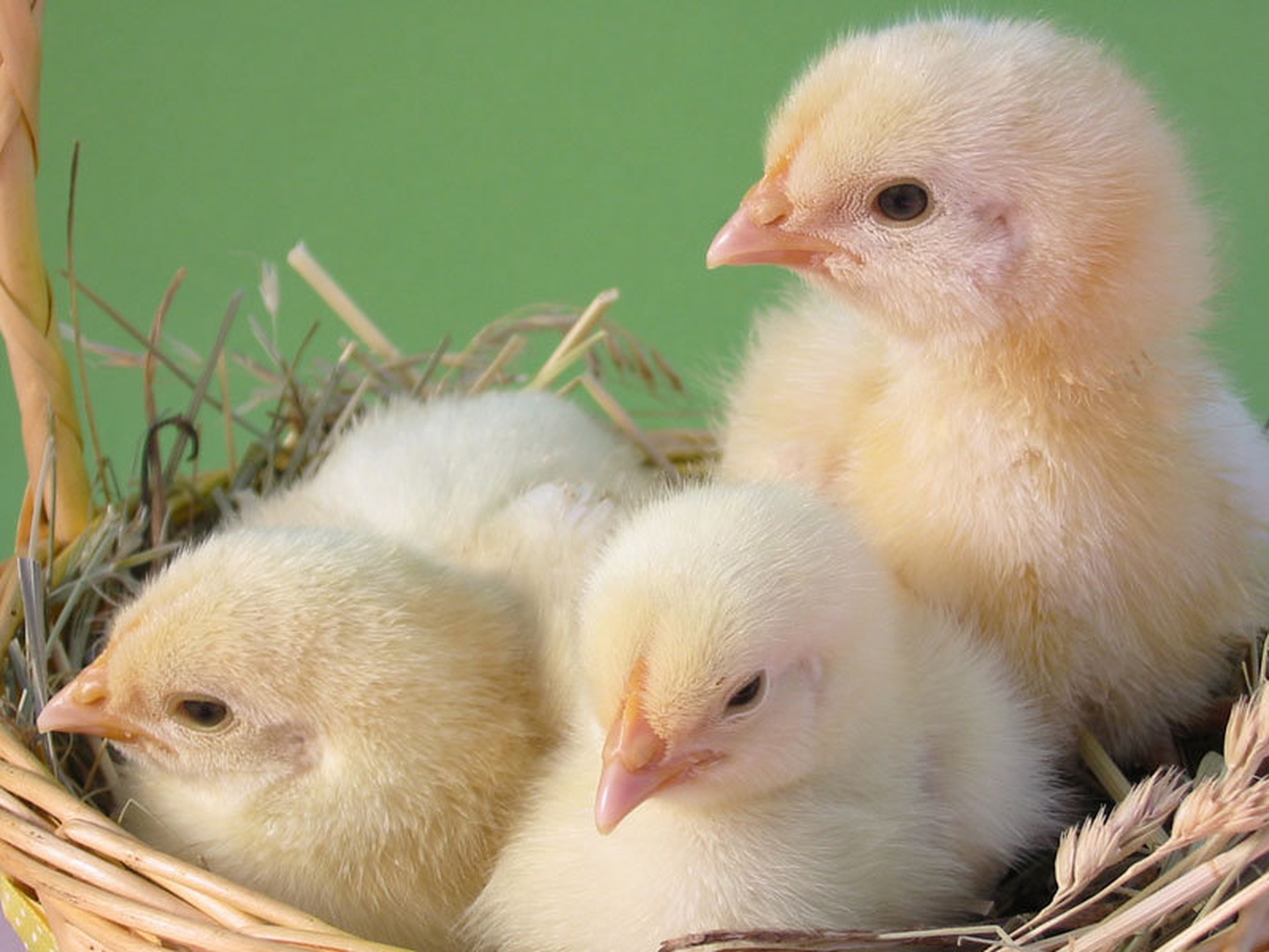 Trio chickens by Gregor Harih