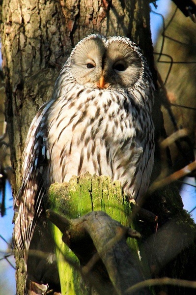 OWL by Aleksander Zupančič