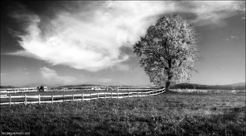 Lone Horse by Tine Bregar