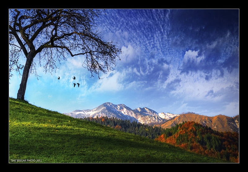 Tree on a Hill by Tine Bregar