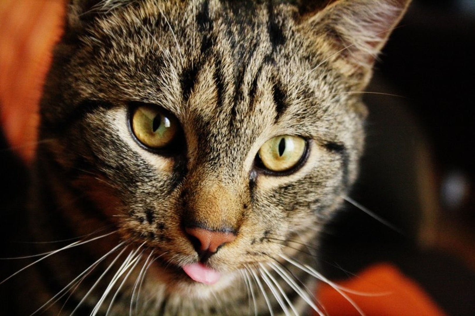 i dont give a f***! by Denis Srebot