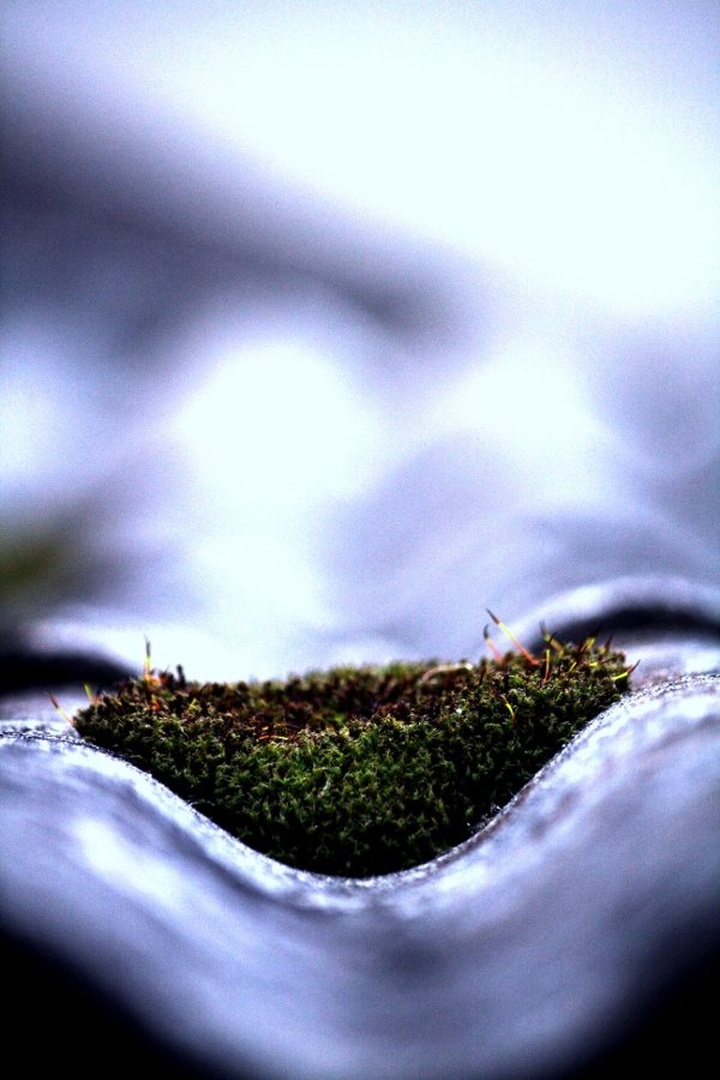 Little forest by Denis Srebot